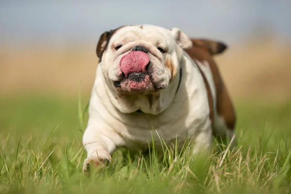 Bellissimo cane di razza pura — Foto Stock