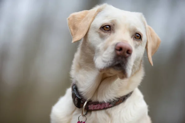 Vacker renrasig hund — Stockfoto