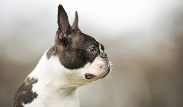 Boston Terriër hond — Stockfoto