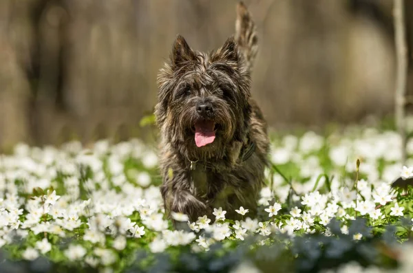 Cão-monstro durante a primavera — Fotografia de Stock