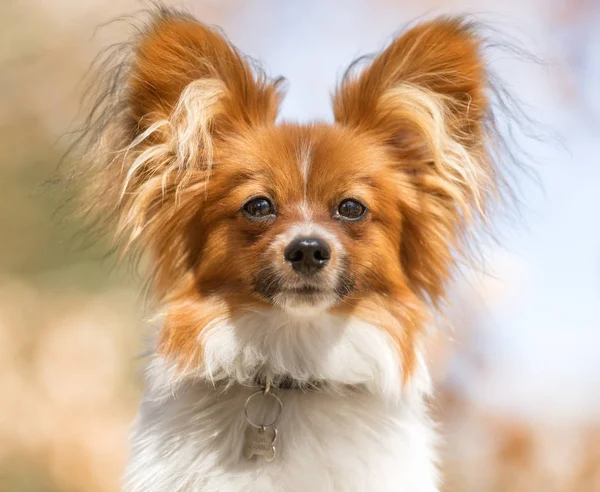 Terrier cane durante la primavera — Foto Stock