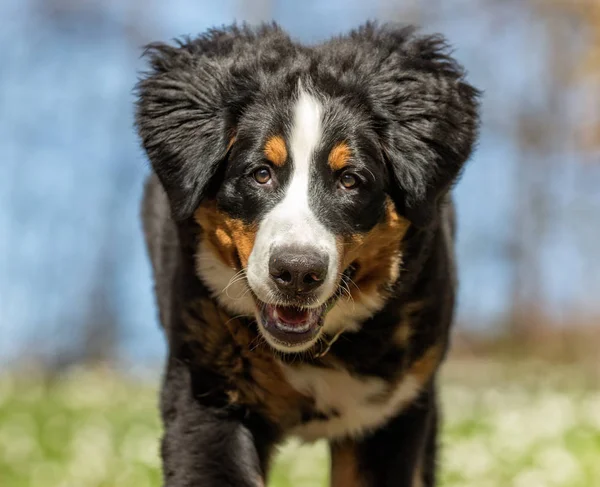 Berner sennen câine — Fotografie, imagine de stoc
