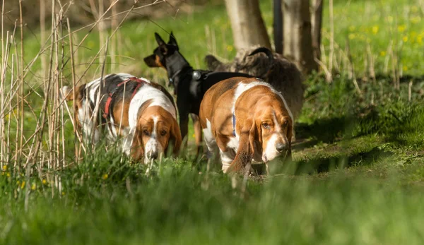 Perro en la naturaleza — Foto de Stock