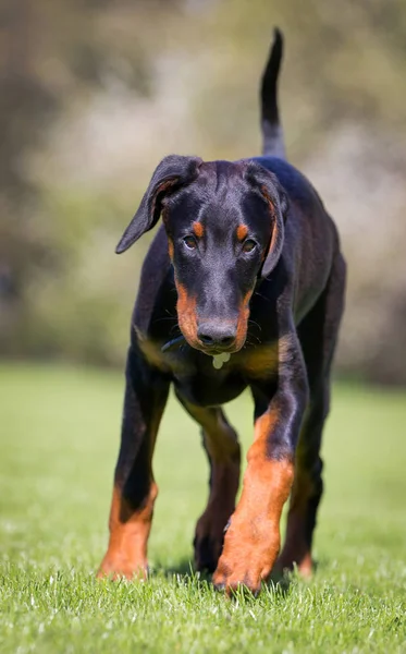 젊은 dobermann 개 — 스톡 사진