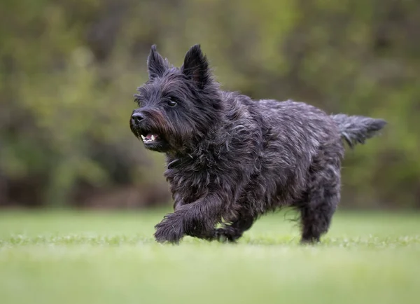 Cairn terrier dog — Stock Photo, Image