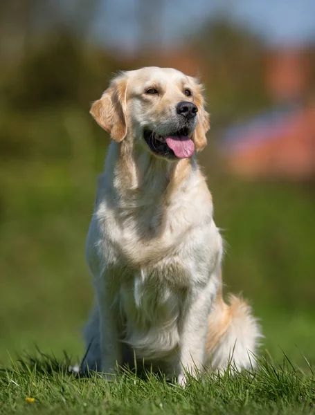 Perro Labrador retriever blanco — Foto de Stock