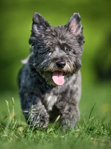 Cairn terrier perro — Foto de Stock