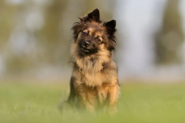 Krásná čistokrevná psí — Stock fotografie