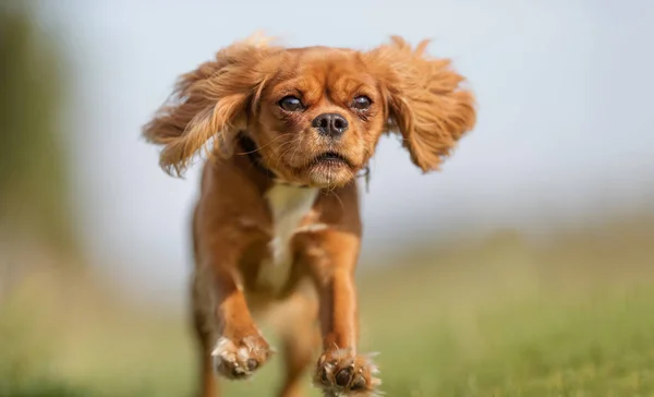 Cavalier King Charles Spaniel perro — Foto de Stock