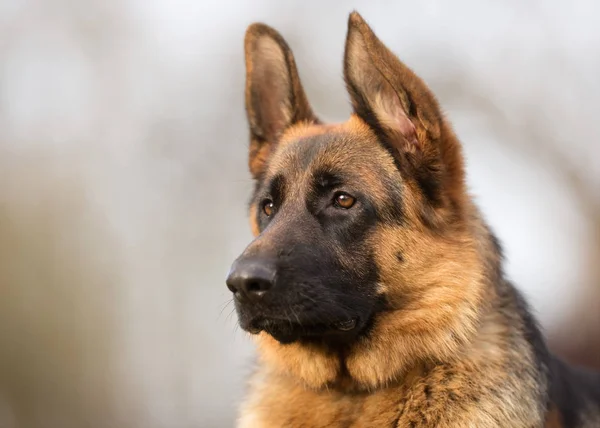 Cão pastor alemão — Fotografia de Stock