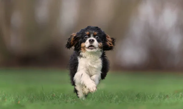 Doğada köpek — Stok fotoğraf