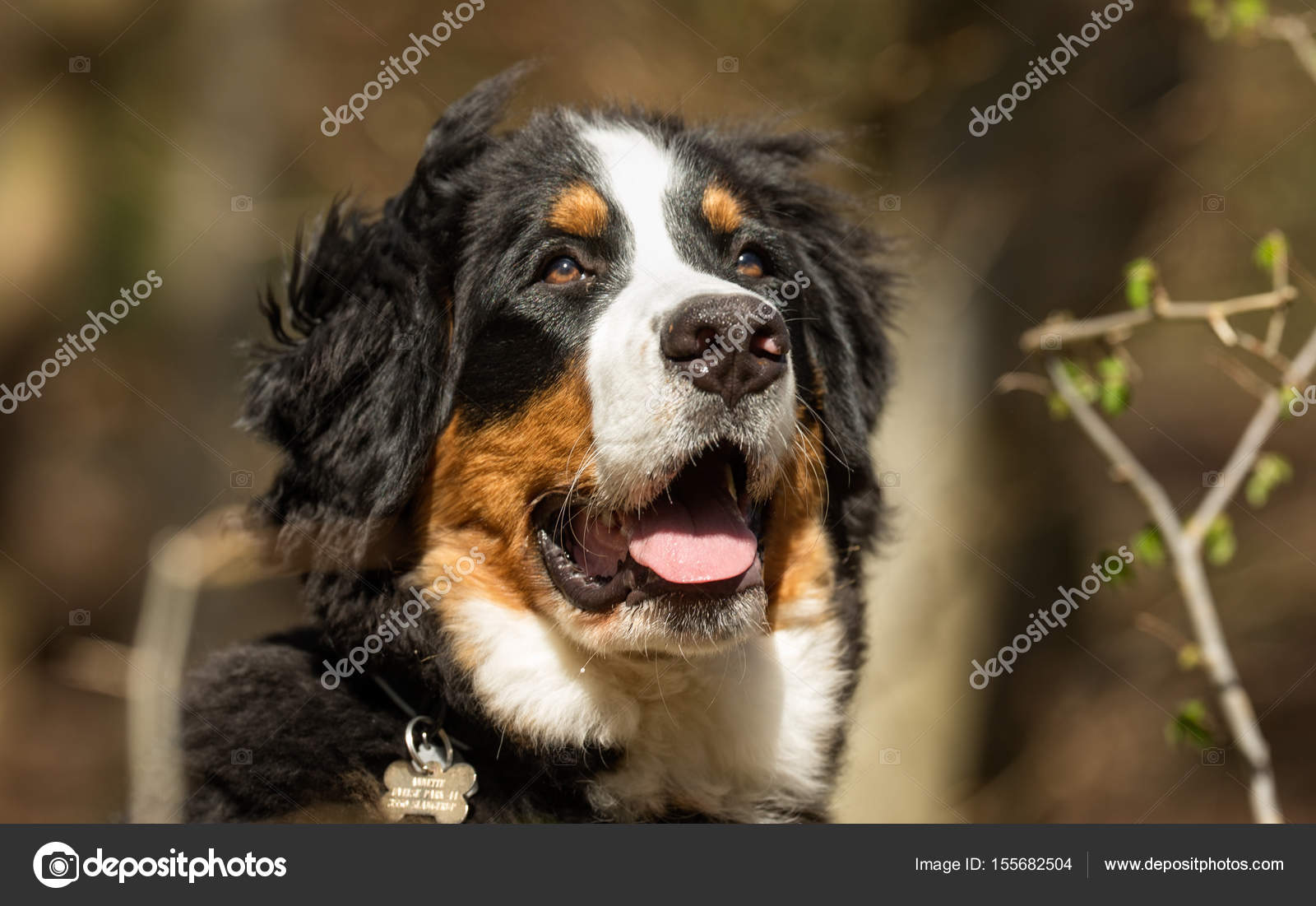 Berner sennen dog — Stock Photo © Bigandt #155682504