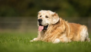 Golden retriever köpeği