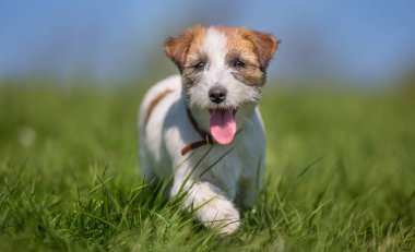 Jack Russell Terrier Köpeği