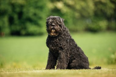 Köpek açık havada doğa içinde