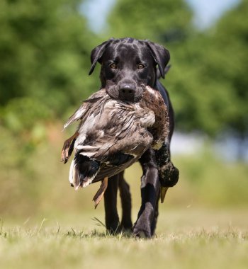 Labrador retriever köpek