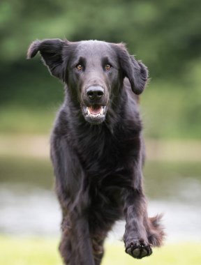 Düz kaplama av köpeği.