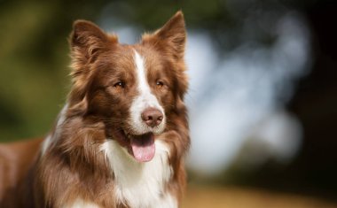 Köpek güneşli günü açık havada