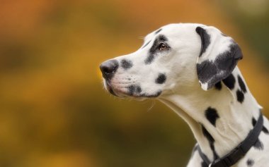 Sonbaharda Dalmaçya köpeği