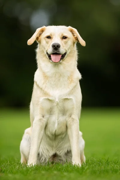 Labrador retriever cão — Fotografia de Stock