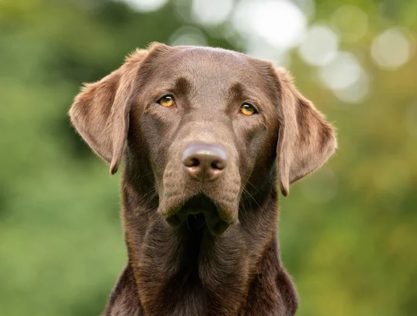 Labrador Retriever Hund — Stockfoto