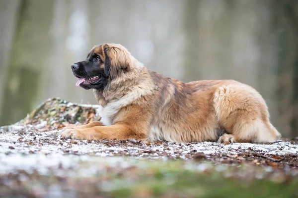 Un cane leonberger — Foto Stock