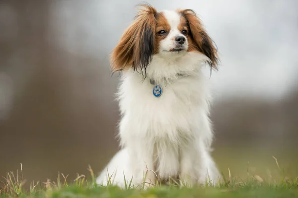 Cavalier Koning Charles Spaniel hond — Stockfoto