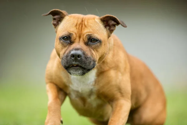 Een gelukkige hond — Stockfoto