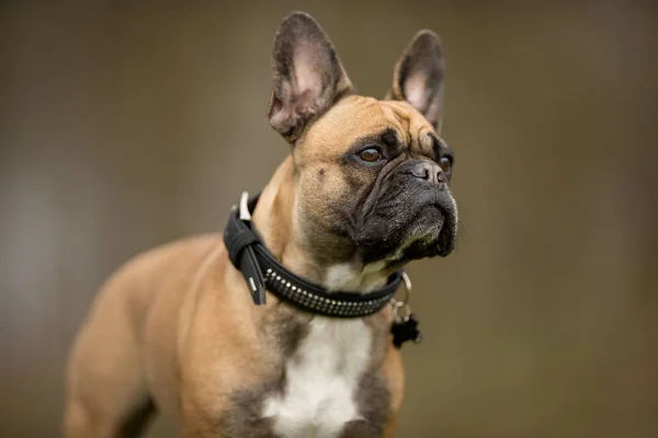 En fransk bulldog — Stockfoto