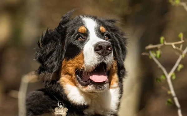 Anjing Berner sennen — Stok Foto