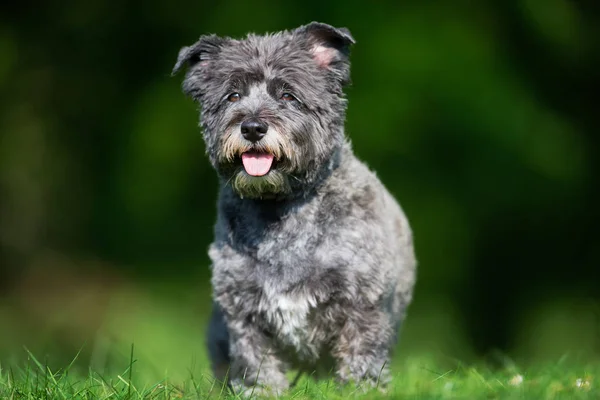 Cairn terrier câine — Fotografie, imagine de stoc