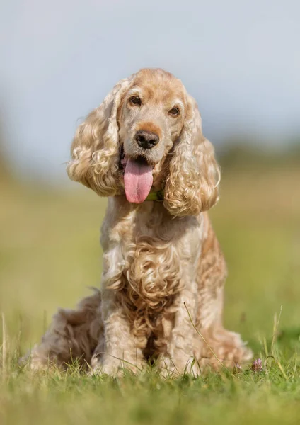 Cocker spaniel dog — Stock Photo, Image