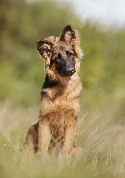 Duitse herdershond — Stockfoto