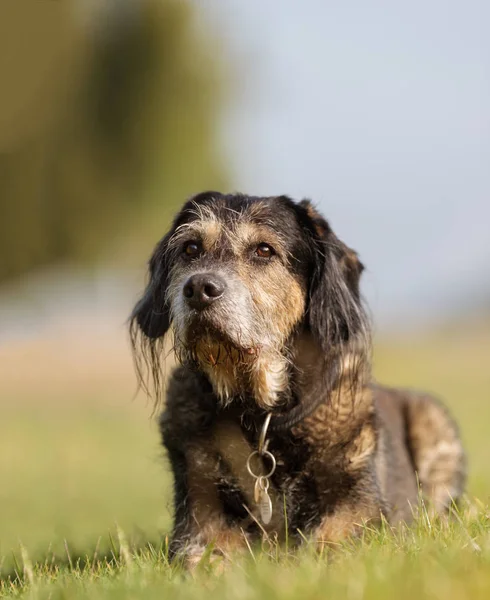 Hond in de natuur — Stockfoto