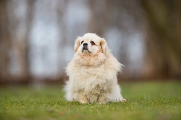 Küçük beyaz bir köpek — Stok fotoğraf