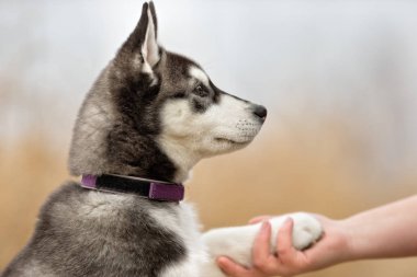 Sibirya husky köpek yavrusu