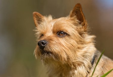 Terrier köpek bahar sırasında