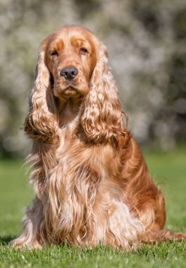 Cocker spaniel köpek
