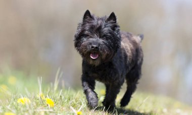 Bir Terrier köpek