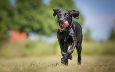 Labrador retriever köpek