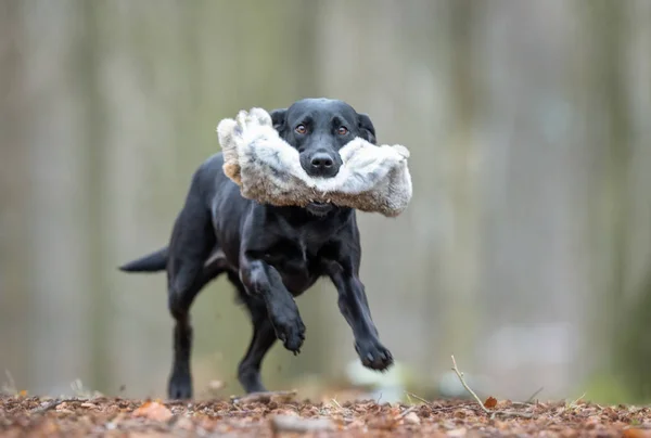 Ein Labrador-Hund — Stockfoto