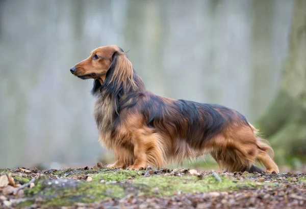 Seekor anjing dachshund — Stok Foto