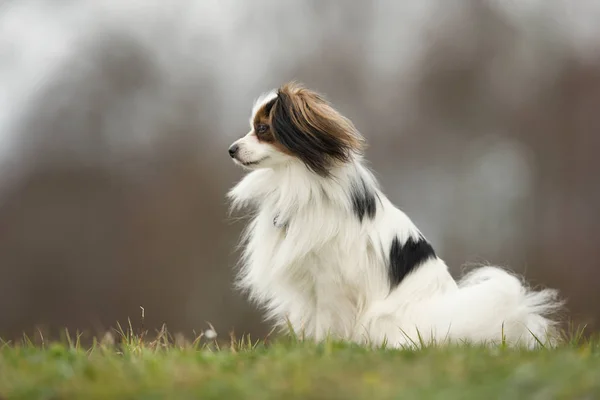 Kavaljeren Kung Charles Spaniel hund — Stockfoto