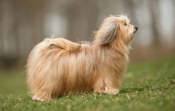 Bichon Havanais dog — Stock Photo, Image