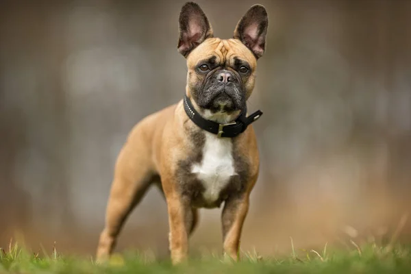 Een Franse bulldog — Stockfoto