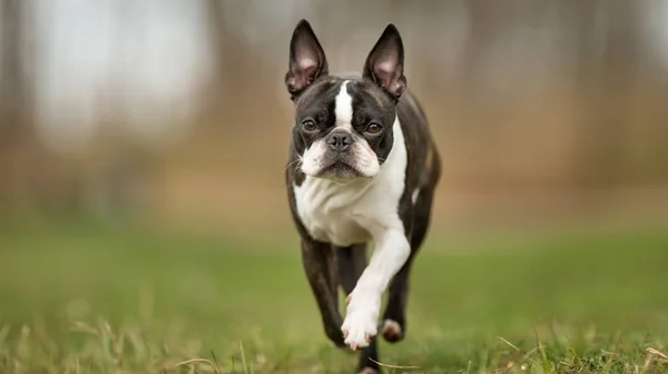 Boston Terrier câine — Fotografie, imagine de stoc