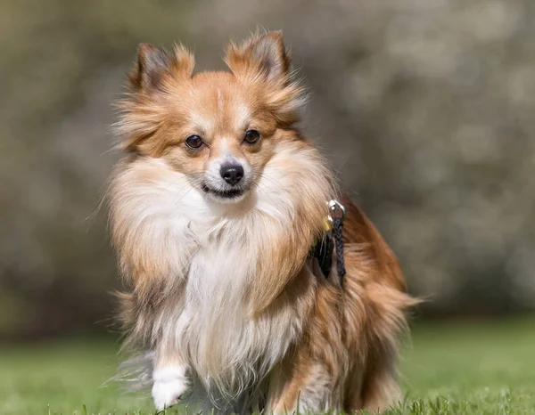 Chien dans le jardin — Photo