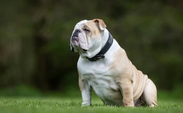 Een Engelse bulldog — Stockfoto