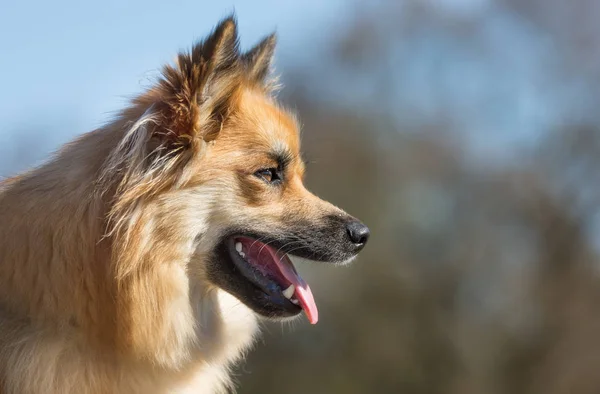 A napfényes nap boldog kutya — Stock Fotó