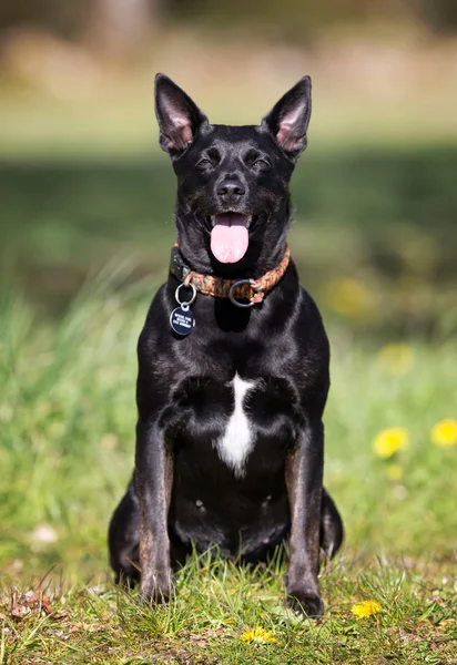 Un cane nero — Foto Stock